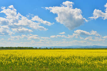 Wall Mural - Field of rape in spring countryside