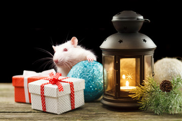 Wall Mural - Cute white rat among Christmas decorations