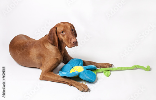 vizsla stuffed animal toy