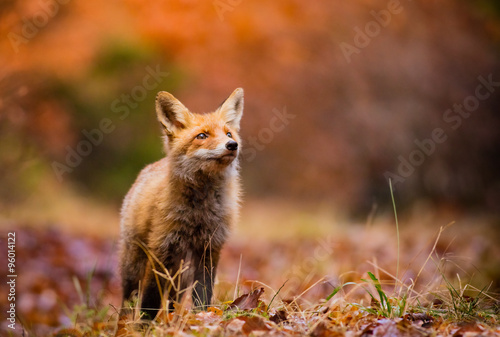 Fotomural Fox (Vulpes vulpes) in europe forest