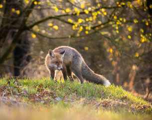 fox (vulpes vulpes) in europe forest