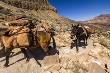 Mulis On Grand Canyon Trail