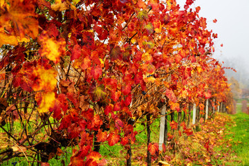 Beautiful colorful vineyard in Italy in autumn