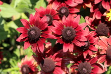 Crimson "Black-Eyed-Susan" Flower In Munich, Germany. Its Scientific Name Is "Rudbeckia Hirta Cherry Brandy". 