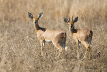 Pair Of Steenbok Walking Together In Dry Grass Looking Back
