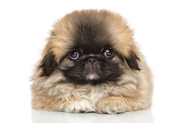 Sticker - Pekingese puppy on white background