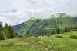 Hiking trail among alpine green flowering meadows