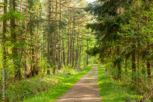 Naklejka na szybę Wald im Frühling