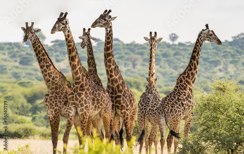 Group of six giraffes in Tarangire National Park, Tanzania Wallpaper Mural
