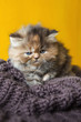 Primo piano di cucciolo di gatto persiano a pelo lungo tortie beige rossiccio