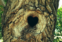 Tree Hollow In Heart Shape Close-up