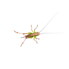 Wall Mural - Green brown grasshopper on a white background