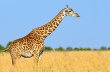 Giraffe In National Park Of Kenya