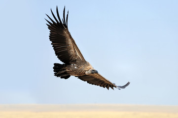 Wall Mural - Vulture flying. Masai Mara National Park