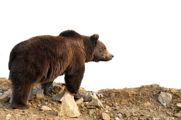 Wall Mural - brown bear