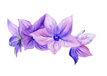 Watercolor Painting Campanula, Flowers
