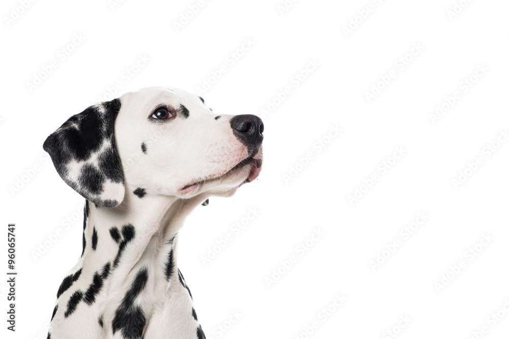 Dalmatian dog portrait looking up and to the right on a white background - obrazy, fototapety, plakaty 