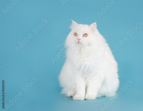 Pretty Longhaired Sitting White Persian Cat On A Blue Background