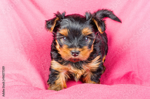 Naklejka ścienna Portrait of cute yorkshire terrier puppy on pink background, 2 months old.