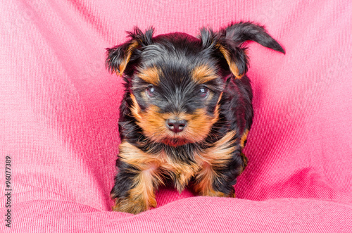 Nowoczesny obraz na płótnie Portrait of cute yorkshire terrier puppy on pink background, 2 months old.