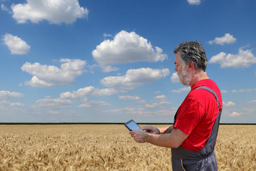 Wall Mural - Agricultural scene, farmer or agronomist inspect wheat field before harvest