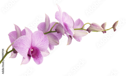 Fotomural pink dendrobium orchid isolated on white background.