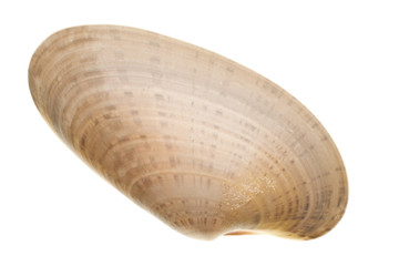 Wall Mural - Seashell isolated on white background