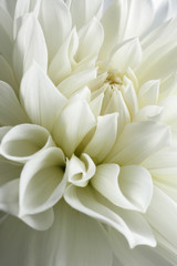 Poster - white dahlia and light