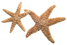 Starfish Isolated On White