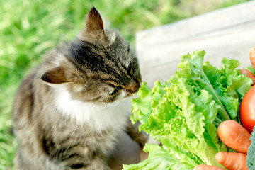 Wall Mural - Pet - cat knows what is healthy food