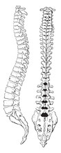 The Spinal Column Of Human Body, Vintage Engraving.