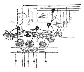 Wall Mural - A diagram showing the manner in which nerve-cells make contact w