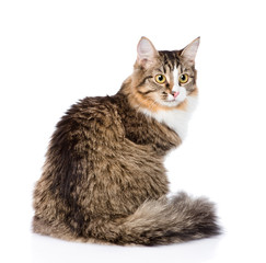 Poster - Siberian cat sitting in profile. isolated on white background