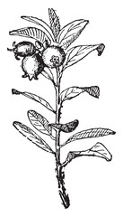Wall Mural - huckleberry, vintage engraving.