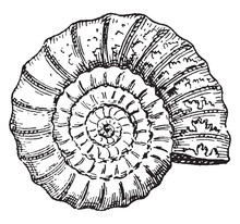 Ammonite, Vintage Engraving.
