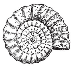 Wall Mural - ammonite, vintage engraving.