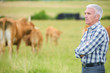 man looking at the cattles