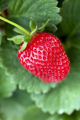 Sticker - ripe strawberry plant