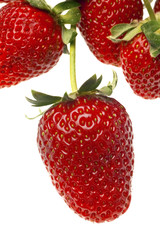 Sticker - ripe red strawberries with stems and leaves isolated on white ba