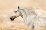 Fototapeta Konie - Portrait of gray beautiful arabian stallion at art background with clouds
