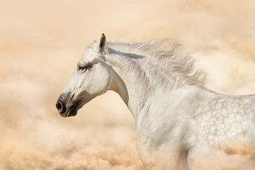 Naklejka na meble Portrait of gray beautiful arabian stallion at art background with clouds