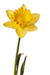 Sticker - yellow daffodil isolated on white background