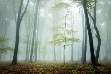 Fototapete - Misty forest during an autumn day