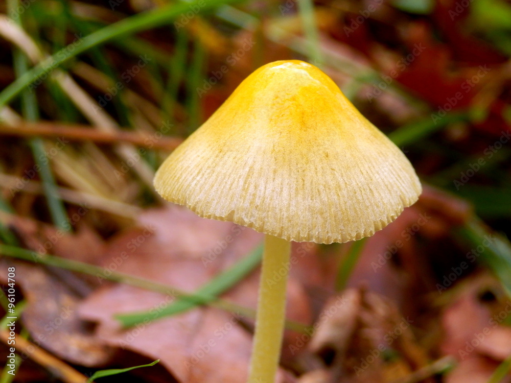 Yellow Field Cap Mushroom (Bolbitius titubans) sometimes called the Egg ...