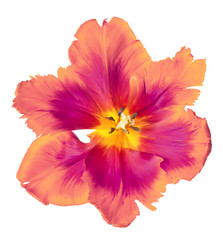 Sticker - Spring Tulip