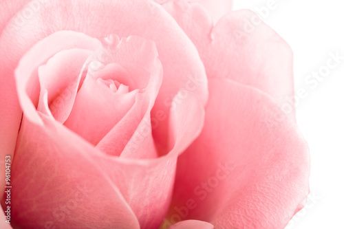 Naklejka - mata magnetyczna na lodówkę pink rose closeup isolated on white background