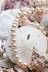 Wall Mural - seashell background