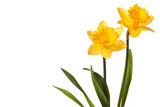 Fototapeta Desenie - yellow daffodil isolated on white background