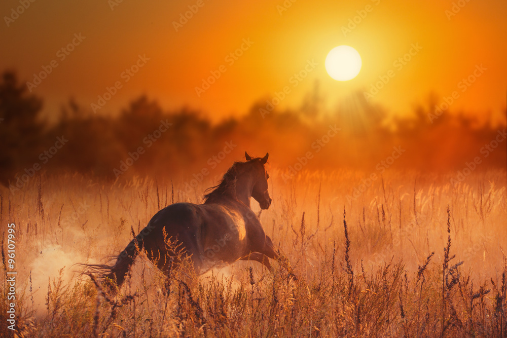 brown horse run to sunset - obrazy, fototapety, plakaty 