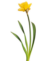 Sticker - yellow daffodil isolated on white background